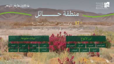 البرنامج الوطني للتشجير: الطلح والقيصوم والعوسج والسوسن البري أكثر النباتات المحلية انتشارًا في حائل 6 0 2916