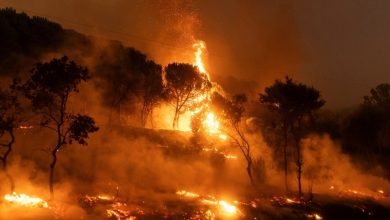 حرائق غابات واسعة تُخلّف أضرارًا جسيمة جنوبي فرنسا 5 0 72