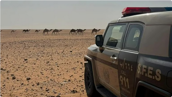 ضبط مواطن لارتكابه مخالفة رعي في محمية الإمام عبدالعزيز بن محمد الملكية 1 00 87