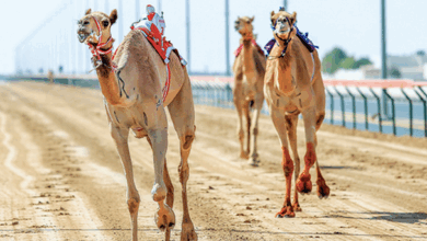 انطلاق مهرجان ولي العهد للهجن بالطائف غدًا 2 0000 33