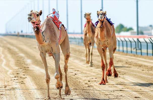 انطلاق مهرجان ولي العهد للهجن بالطائف غدًا 1 0000 33