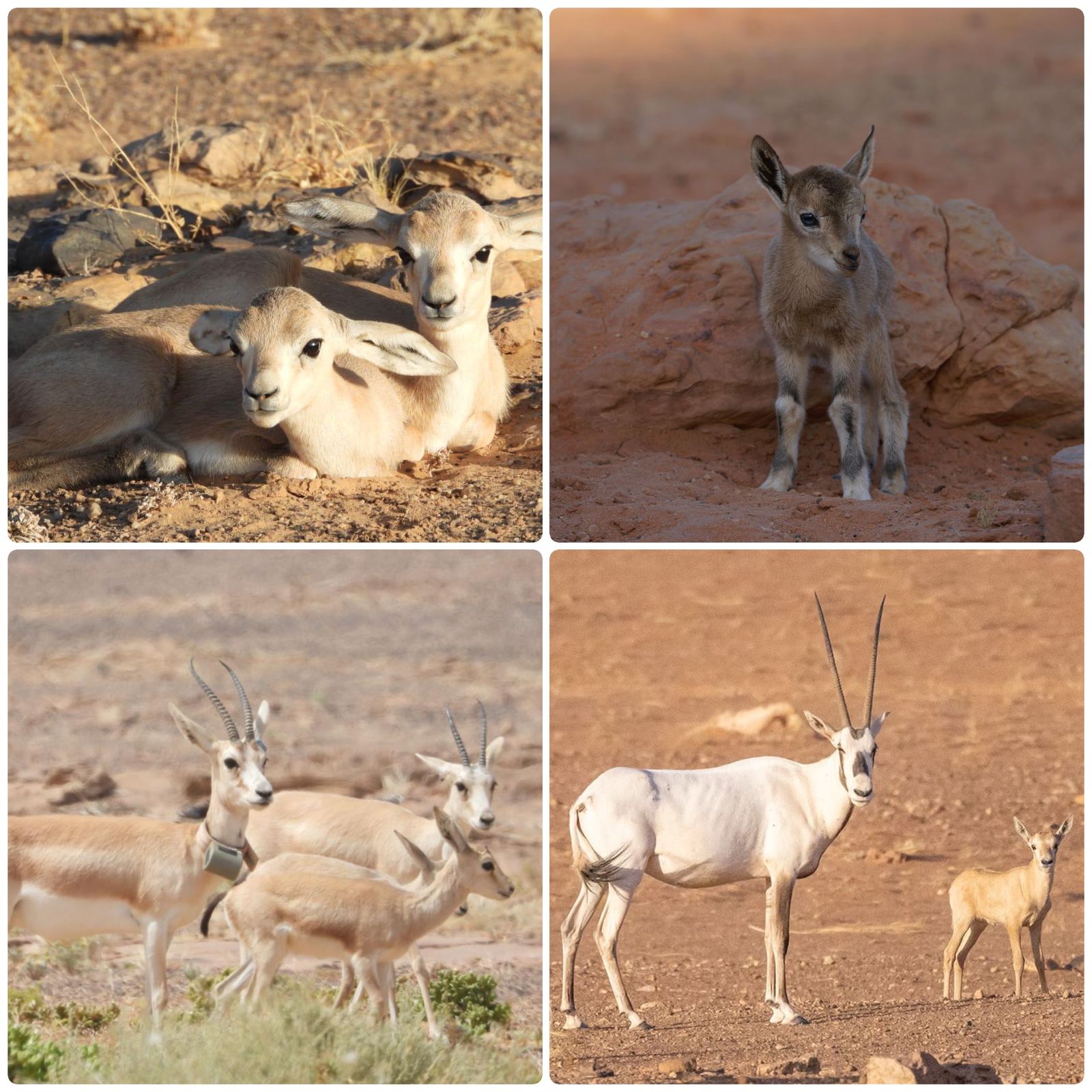محمية الملك سلمان بن عبدالعزيز الملكية تسجل حالة ولادة الوعل 1 1 3316