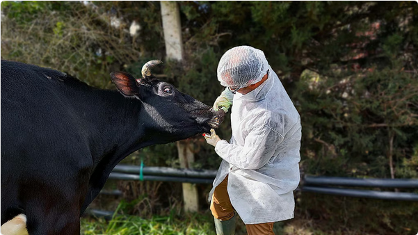 أستراليا تطوّر أول لقاح mRNA عالمي لمكافحة الحمى القلاعية لدى الأبقار 1 10 80