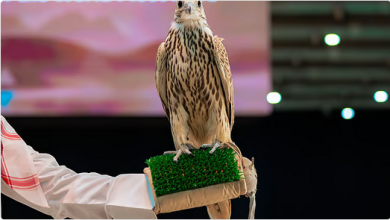 المزاد الدولي لمزارع إنتاج الصقور يعرض صقرًا يقطع أكثر من 600 كيلومتر في 8 ساعات 5 10 81