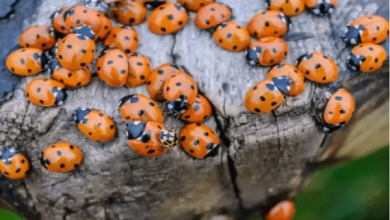 بريطانيا تشهد "غزو الخنافس" الأكبر منذ عقود وتوقعات بتأثرها بالمناخ 2 17517029801 7