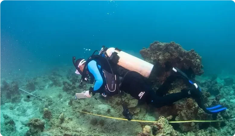 البدء في عمليات مسح واستكشاف التنوع الأحيائي في البحر الأحمر 1 33 91