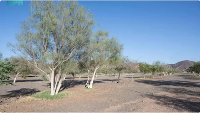 زراعة "البان العربي" تدعم الغطاء النباتي وتحقق الاستدامة البيئية في المدينة المنورة 6 3333 76