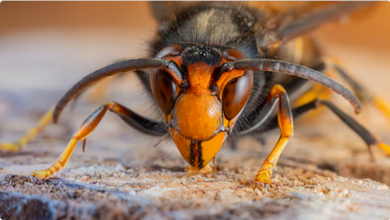 آيرلندا في حالة تأهب بيولوجي بعد رصد الدبور الآسيوي ذي الأرجل الصفراء 4 4 307