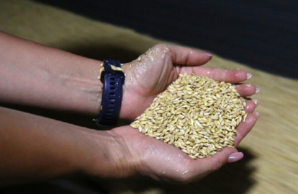 روسيا تعلق إمدادات القمح لسوريا 1 44 58