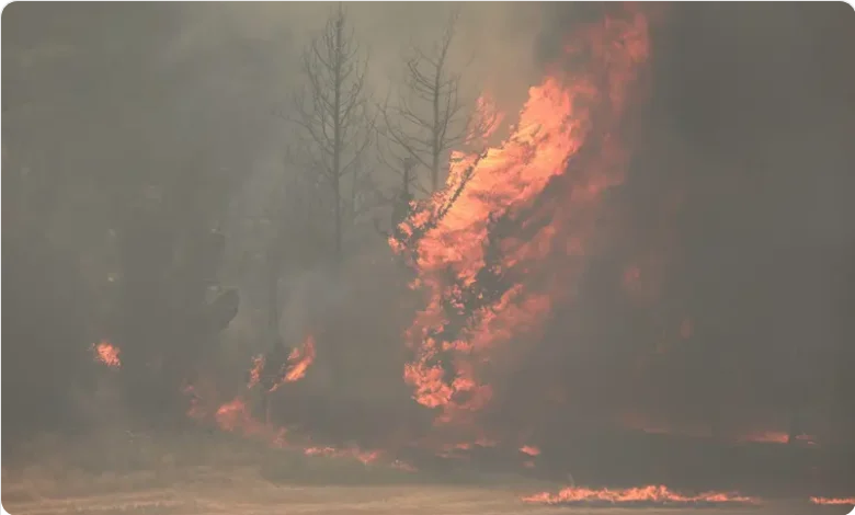 استمرار حرائق الغابات في إسرائيل.. وإخلاء أكثر من 9 مستوطنات 1 4444 68