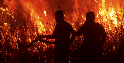 إندونيسيا تُعلن حالة الطوارئ في مقاطعة كوبو رايا بسبب حرائق الغابات 1 5 354