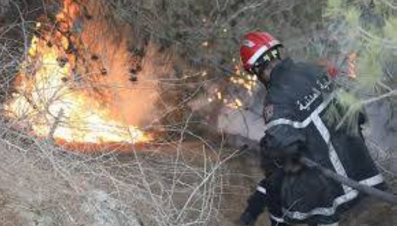 اندلاع 29 حريقًا في الغطاء النباتي خلال 24 ساعة بالجزائر 1 6 393