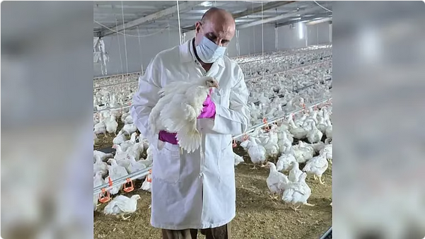 "إنفلونزا الطيور تضرب شمال العراق": نفوق 12 ألف طائر في بعشيقة وسط مخاوف إقليمية من سلالة (H5N1) 1 66 108