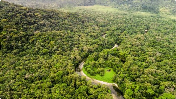 علماء: الغابات الأفريقية تتحول إلى مصدر لانبعاثات ثاني أكسيد الكربون 1 66 117