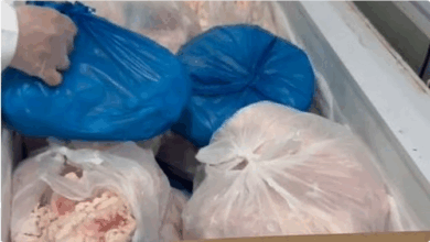 أمانة تبوك تضبط 400 كجم من اللحوم الفاسدة في منزل قبل توزيعها على المطاعم 6 777 87