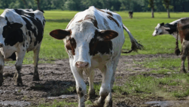 كارثة صحية: داء الجلد العقدي يضرب إسبانيا.. نفوق 2000 بقرة وتهديد بتقاعد المزارعين 3 88 138