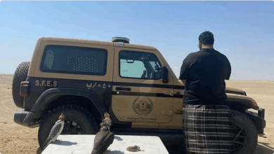 الأمن البيئي يضبط مواطناً في ينبع بحوزته 3 صقور وطائر سمان بسبب الصيد دون ترخيص 9 9 4 2