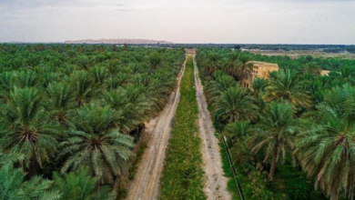 78 مليار ريال تمويلات منذ التأسيس.. «التنمية الزراعية» يعزز الإنتاج المحلي وسلاسل الإمداد 5 98 3