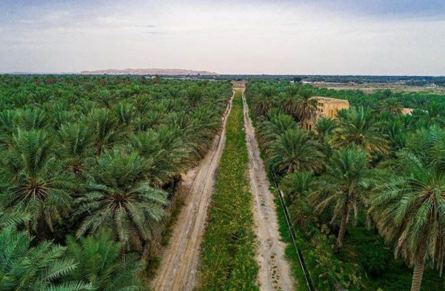 78 مليار ريال تمويلات منذ التأسيس.. «التنمية الزراعية» يعزز الإنتاج المحلي وسلاسل الإمداد 1 98 3